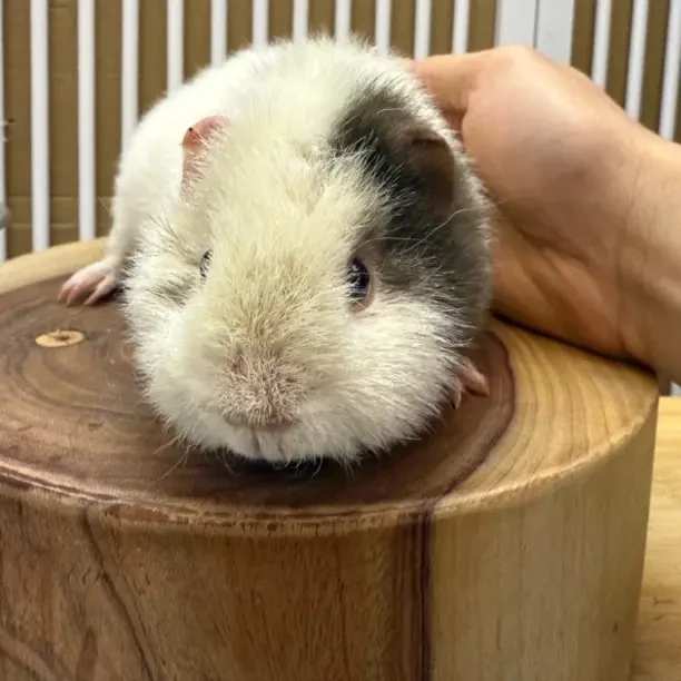 美泰荷兰猪弟弟葡萄眼三个月