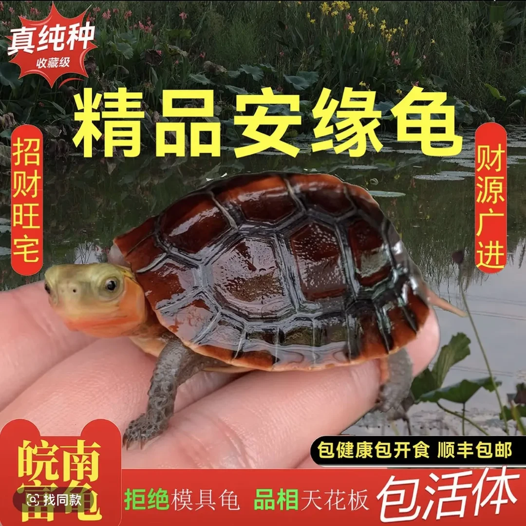 活体黄缘观赏宠物龟（直播间挑选）