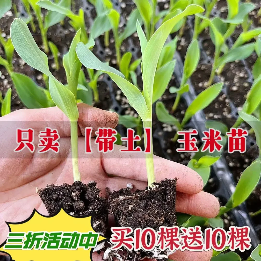 甜玉米苗早熟高产水果甜糯玉米苗超糯水果玉米穴盘苗南方北方玉米