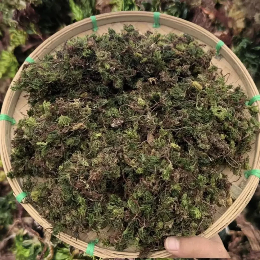 云南山货【老陈甄选】回心草