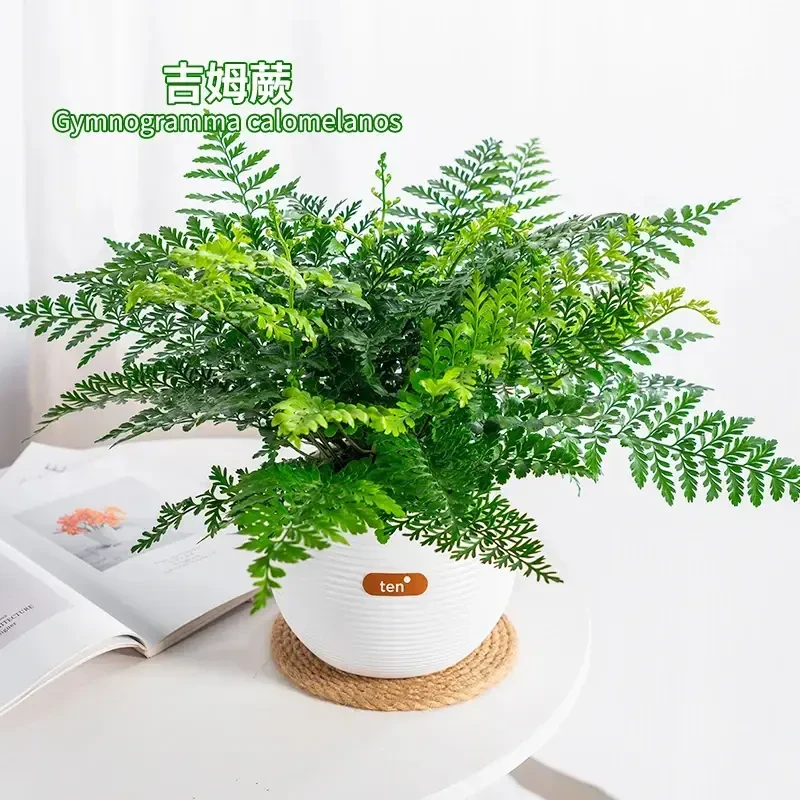 吉姆蕨盆栽冬季植物水培绿植室内花卉净化空气南天竹蕨类