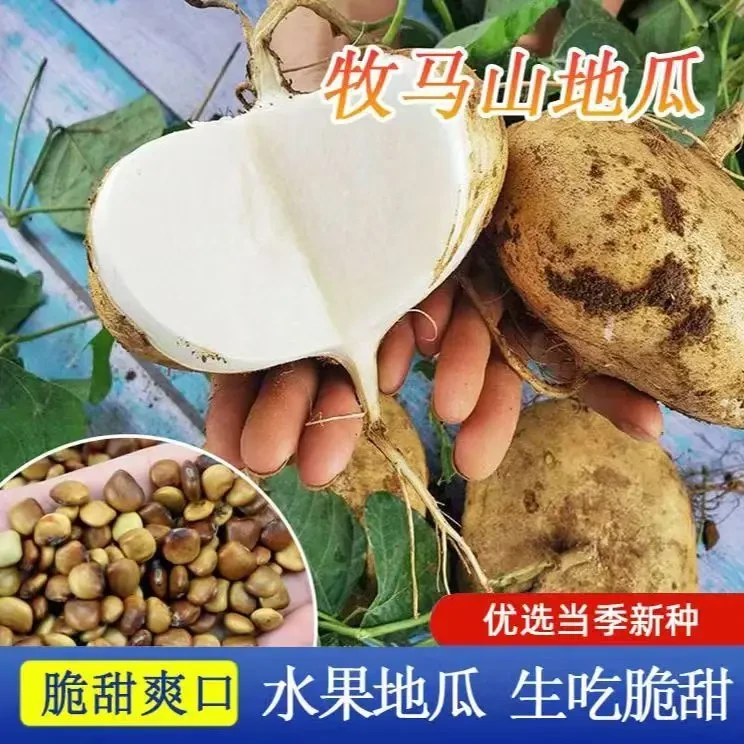 牧马山凉薯种子水果地瓜种籽特大白瓤香甜早熟沙葛土瓜春夏瓜果籽
