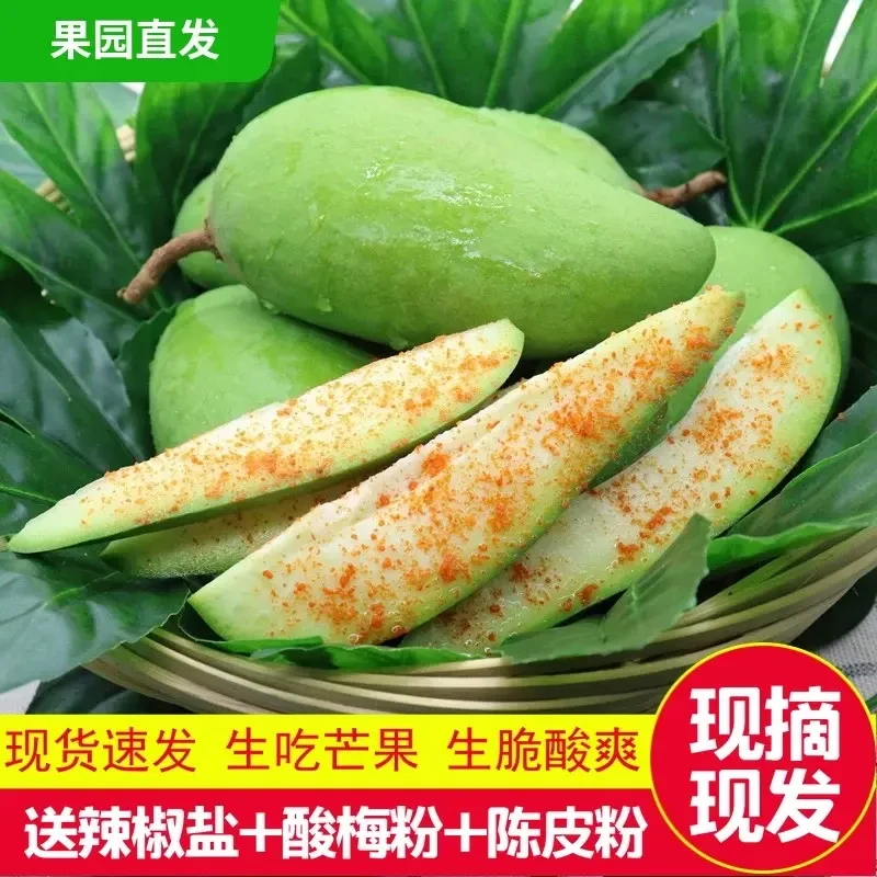 新鲜酸脆生吃芒果当季水果现摘现发酸芒果芽广西青芒果广西芒果