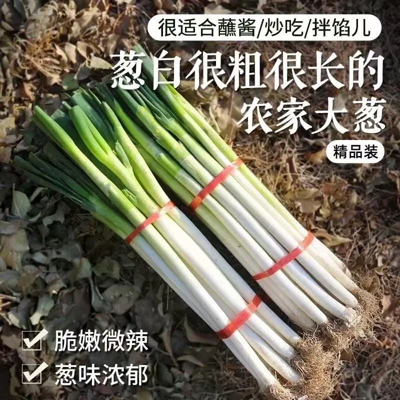 新鲜大葱10斤甜脆多汁 YS h