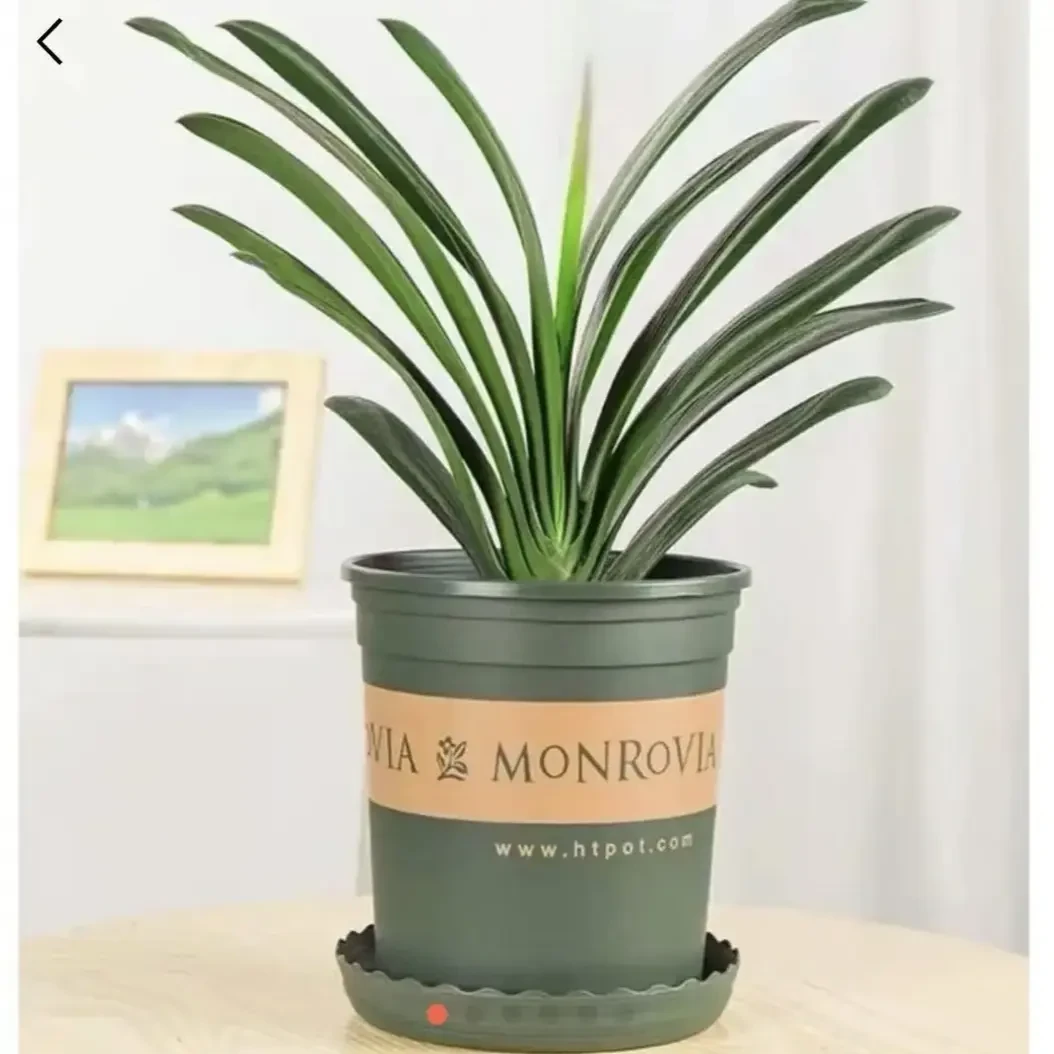 君子兰盆栽不带花招财高贵客厅办公室好养包活耐寒耐热高端花苗