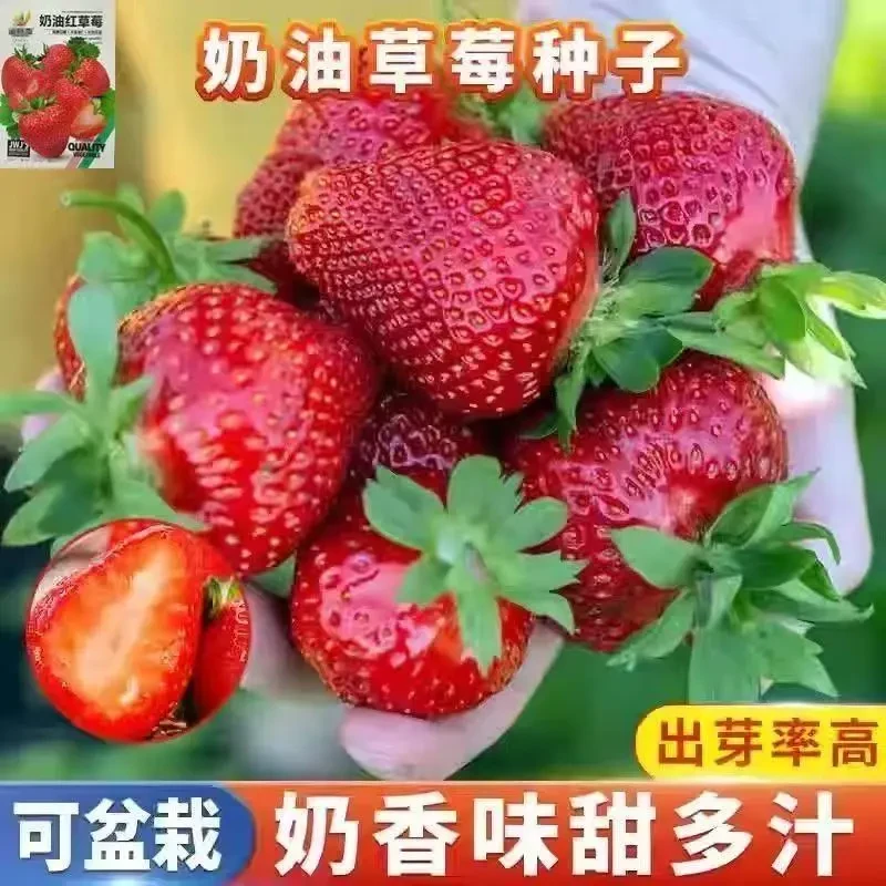 精品多汁郁金香花种球酢浆草百合花重瓣种子种植