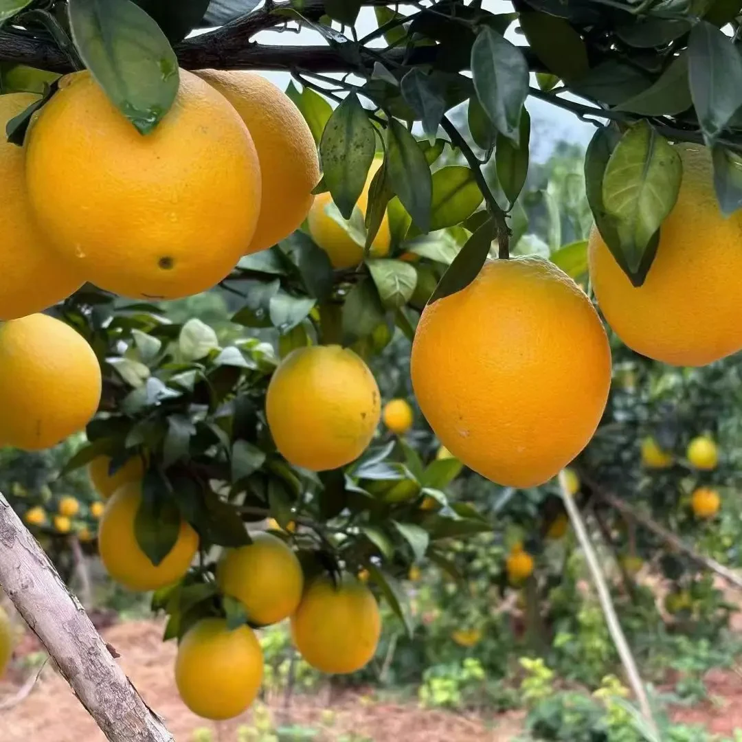 正宗赣南脐橙新鲜现摘产地直发香甜多汁皮薄应季水果带叶申通