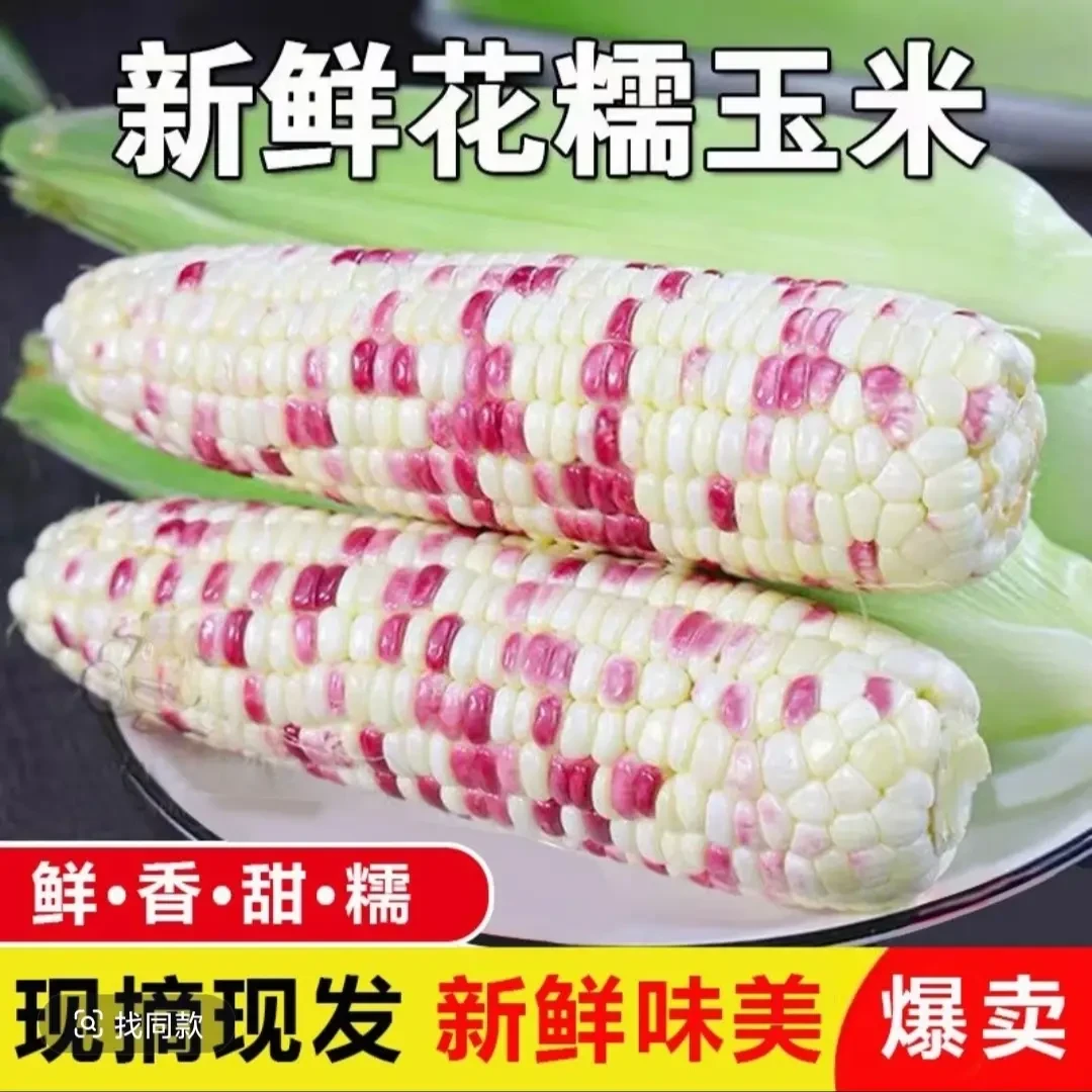 湖北新鲜现摘花糯玉米带皮甜糯多汁代餐苞谷