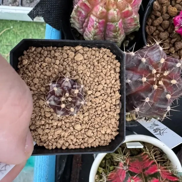 泰国米哈姹露紫侧芽