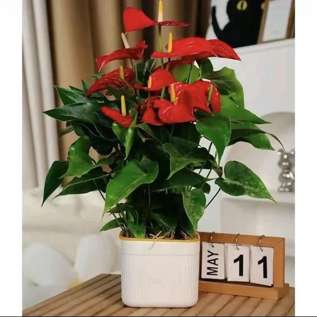 【6—8掌】精品红掌盆栽AJ四季开花绿植花卉室内40—50cm