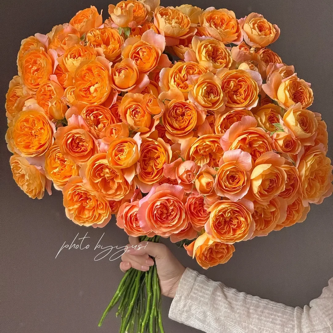 【半岛甄选】橙汁阳台 多头玫瑰  奥斯汀花型 带香味 昆明斗南直发