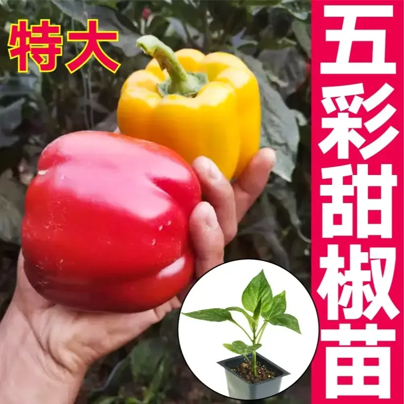 寿光五彩辣椒秧苗带土球青红黄绿紫甜椒圆方椒水果辣椒苗四季盆栽
