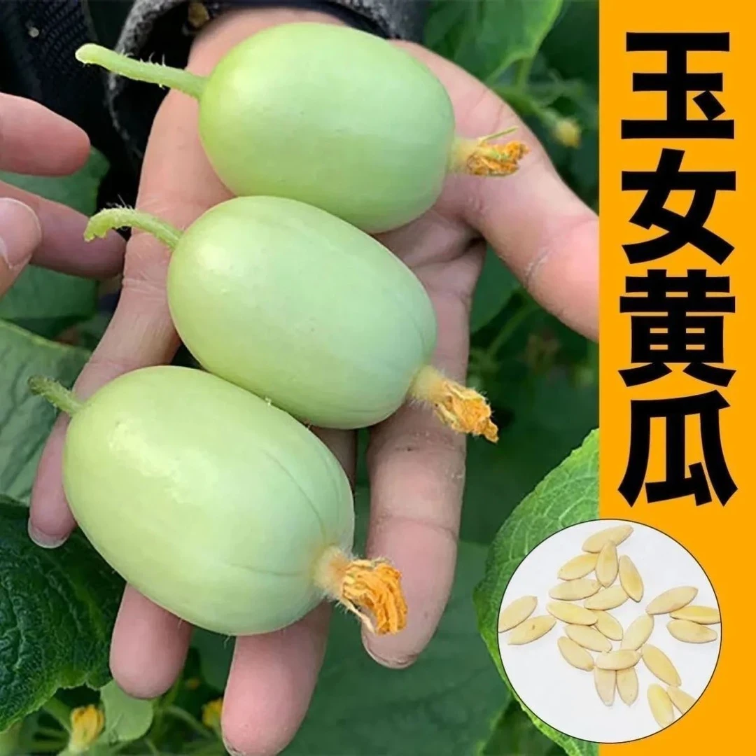 玉女黄瓜种子正品迷你小黄瓜籽生吃脆甜四季种植阳台蔬菜种子Y1