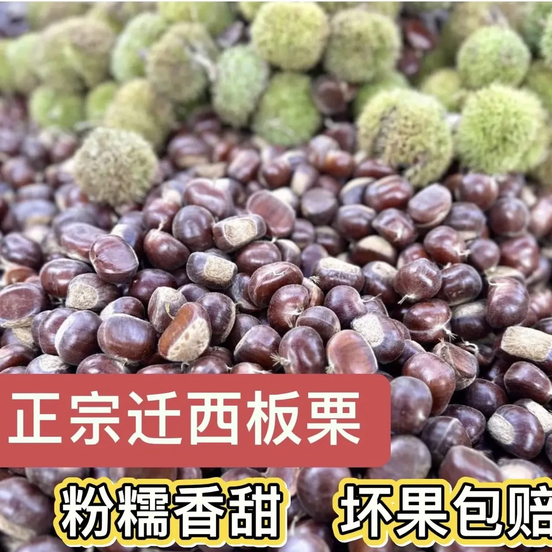 2025迁西板栗新鲜农家现摘香甜板栗油栗好剥皮大果饱满