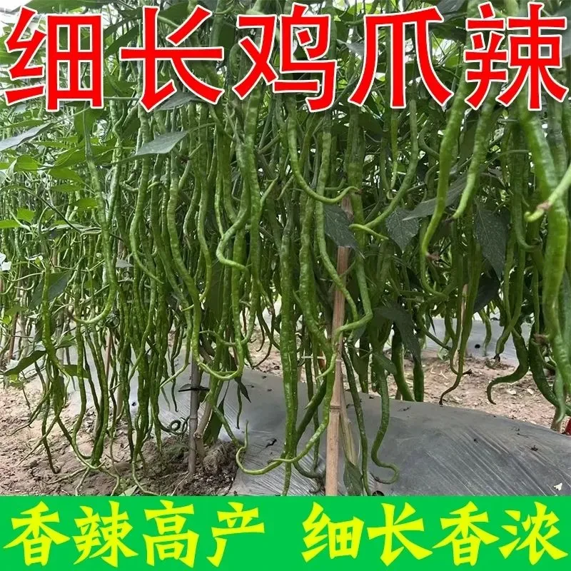 贵州本地鸡爪辣椒苗超长线椒大方节辣椒特香特辣线椒秧苗带土发货