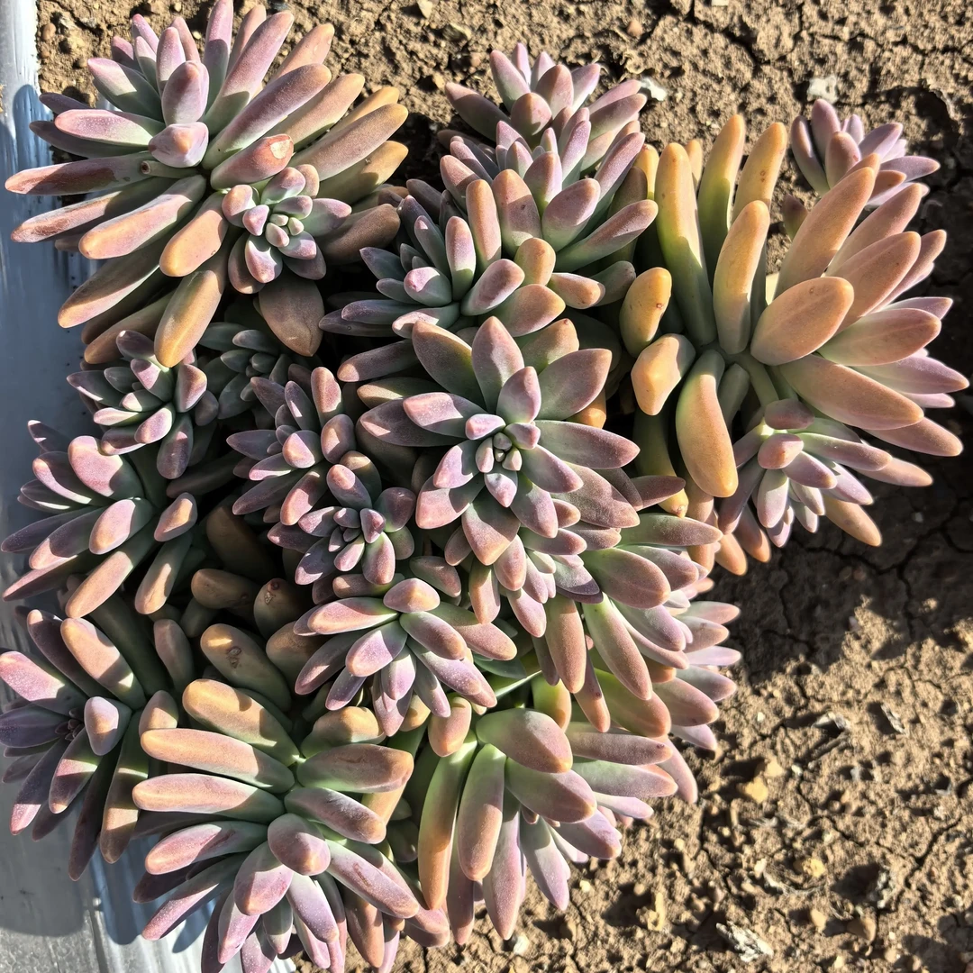 大颗韩版果冻秋丽多肉植物新手好养