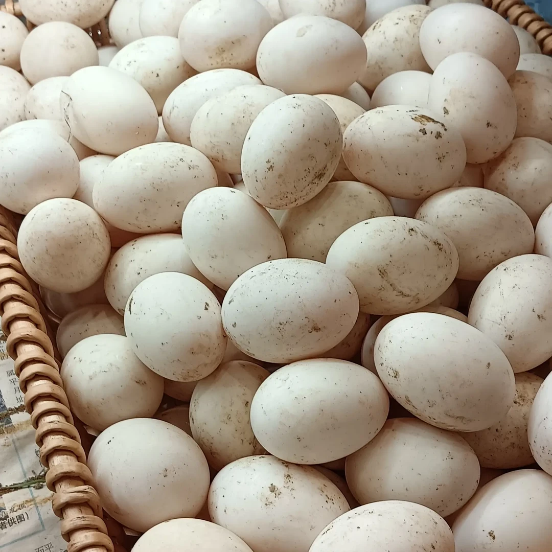 连城白鸭乡村散养新鲜白鸭蛋蛋营养丰富