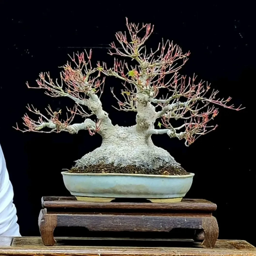 山红叶造型盆景盆栽