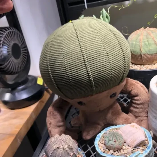 稀有布纹球娃娃 一物一拍