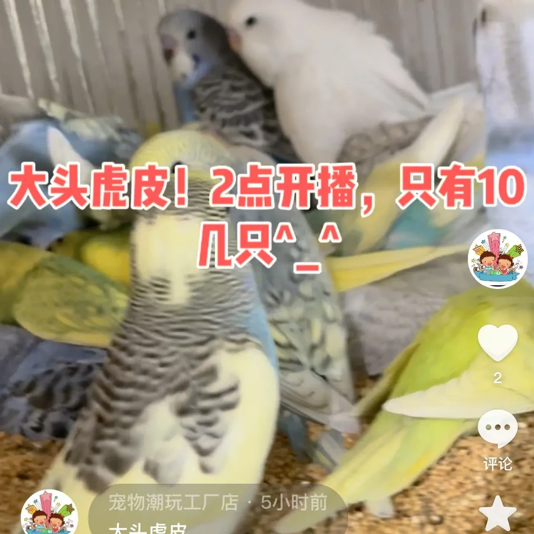 大头虎皮一只➕1斤粮食