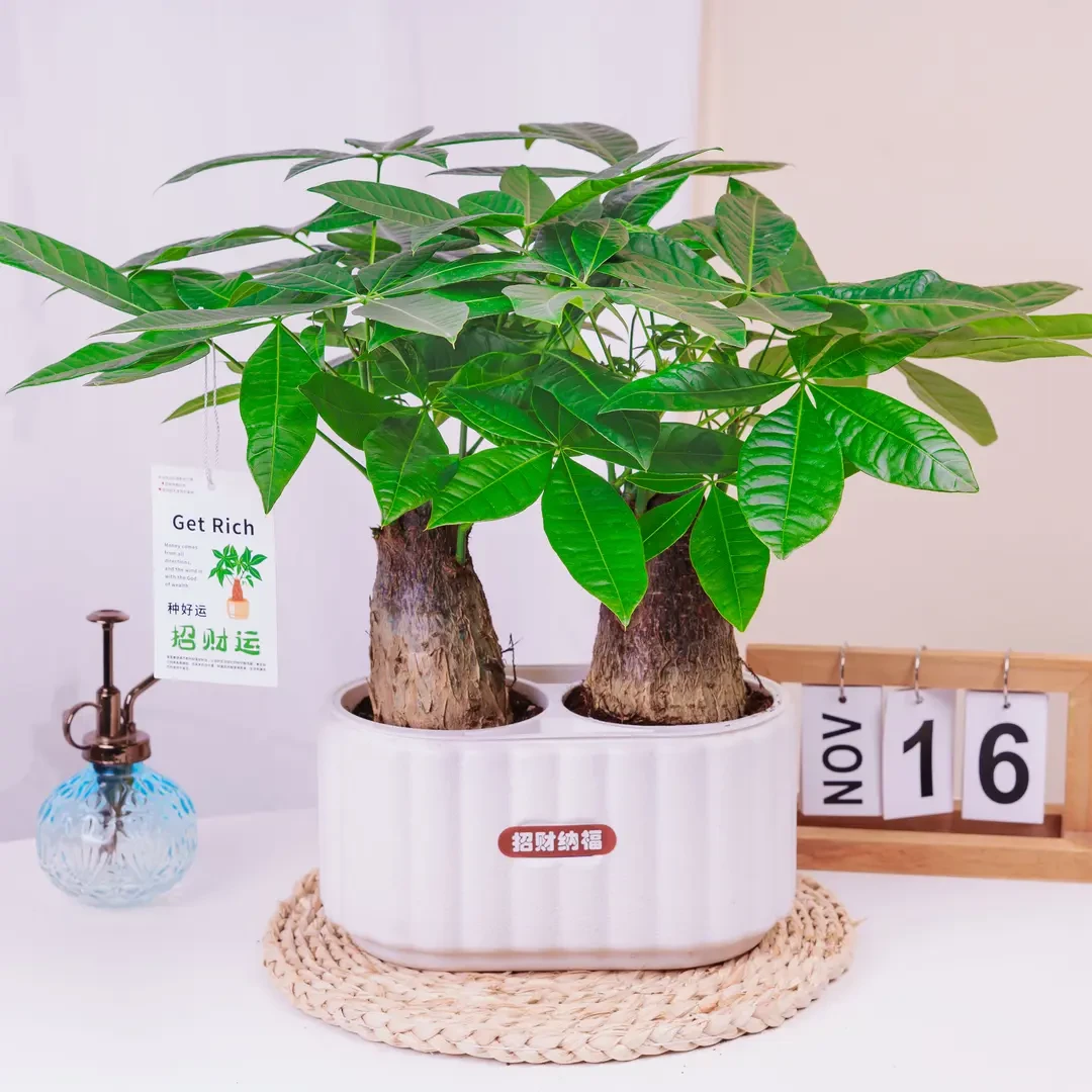 双颗象腿发财树室内花卉绿植四季常青好养客厅办公桌面小盆景盆栽