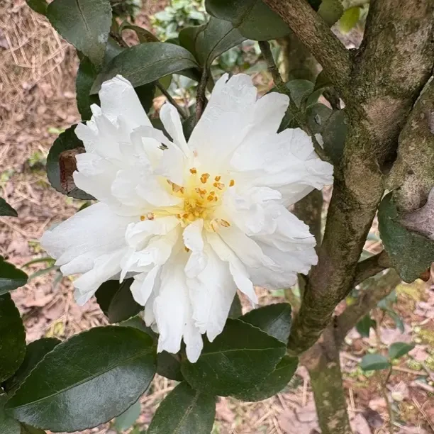 茶梅富士之峰茶梅立寒茶梅