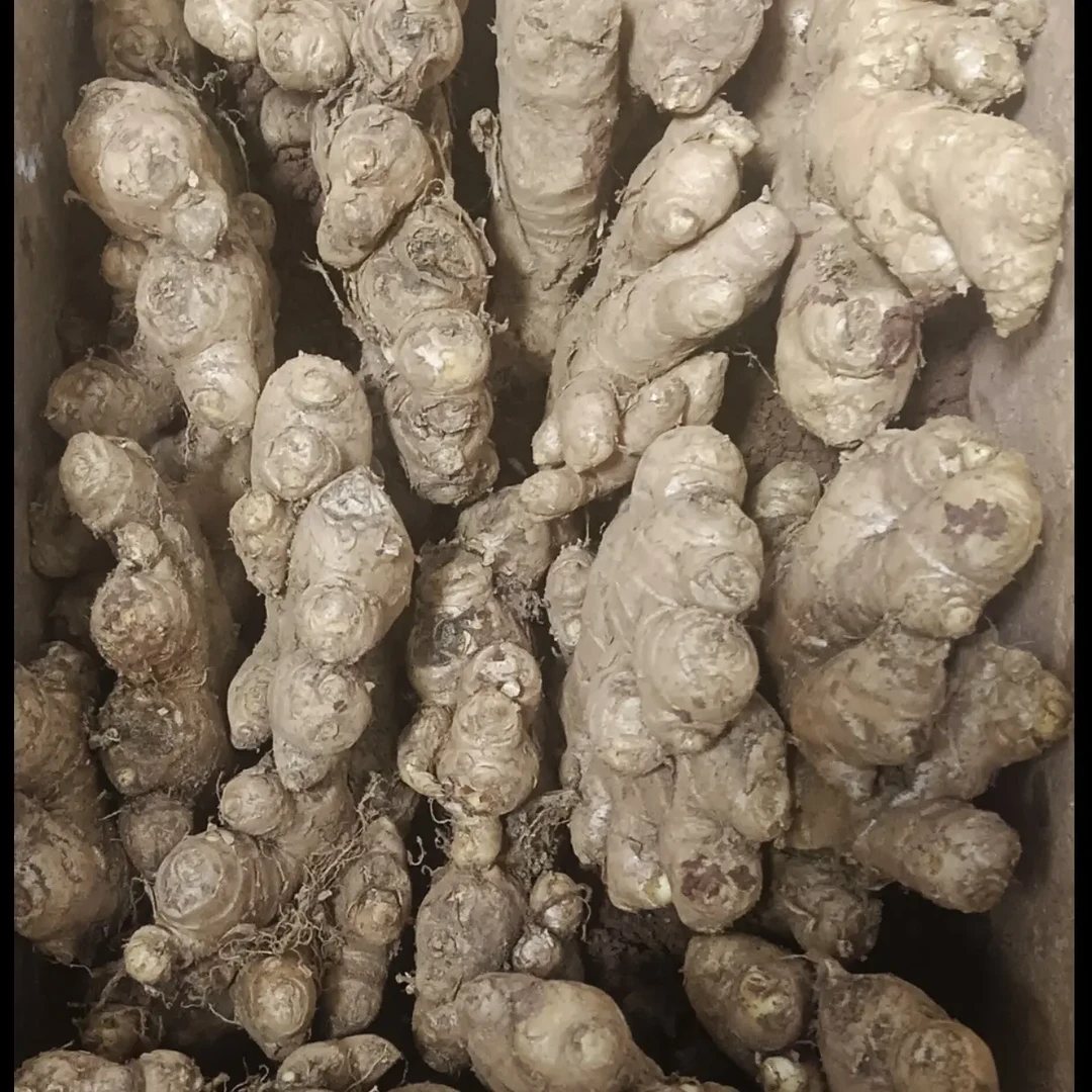 正宗贵州小黄老姜新鲜直发