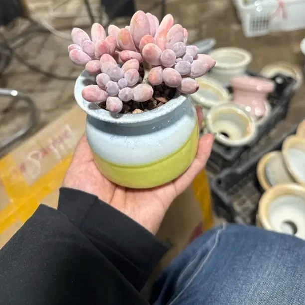 汤圆多肉植物加花盆