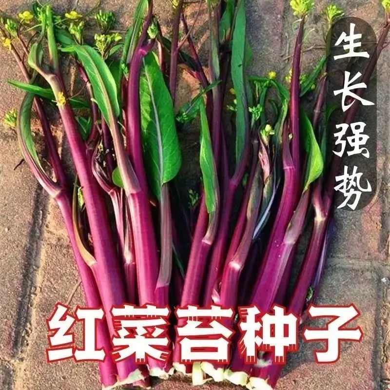 【红菜苔种子】一包也包邮下单送肥料