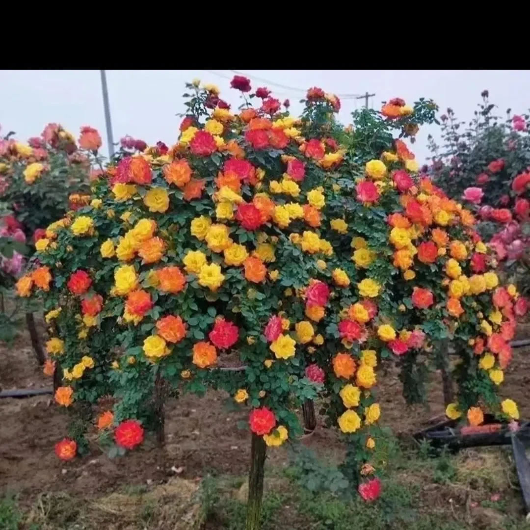 藤彩虹树桩月季四季开花庭院盆栽花卉