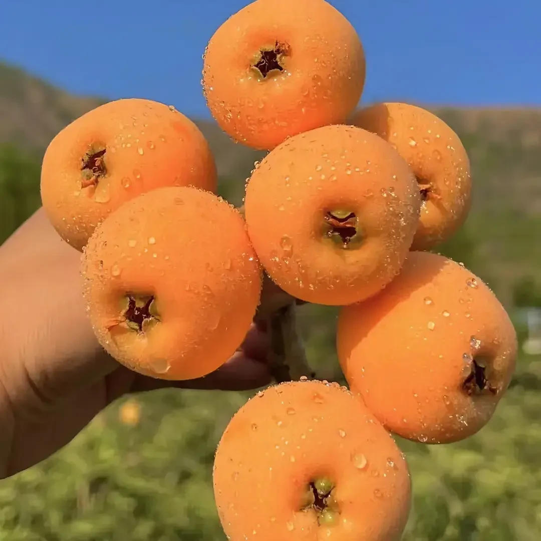 正宗四川大五星枇杷新鲜产地直发当季鲜果现摘水果