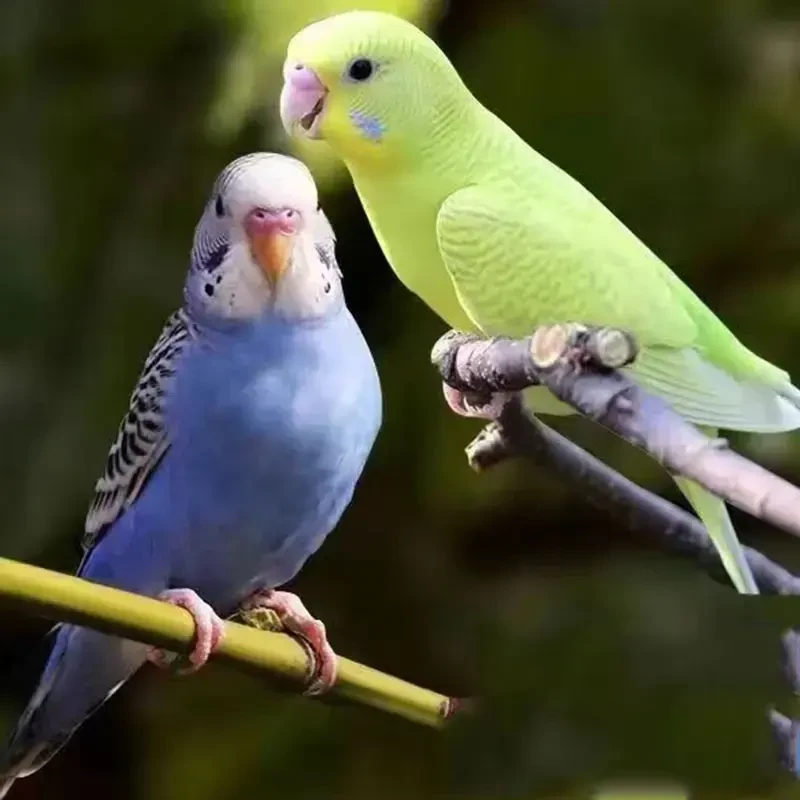 手养虎皮鹦鹉2只一对彩色宠物鸟（包教说话）