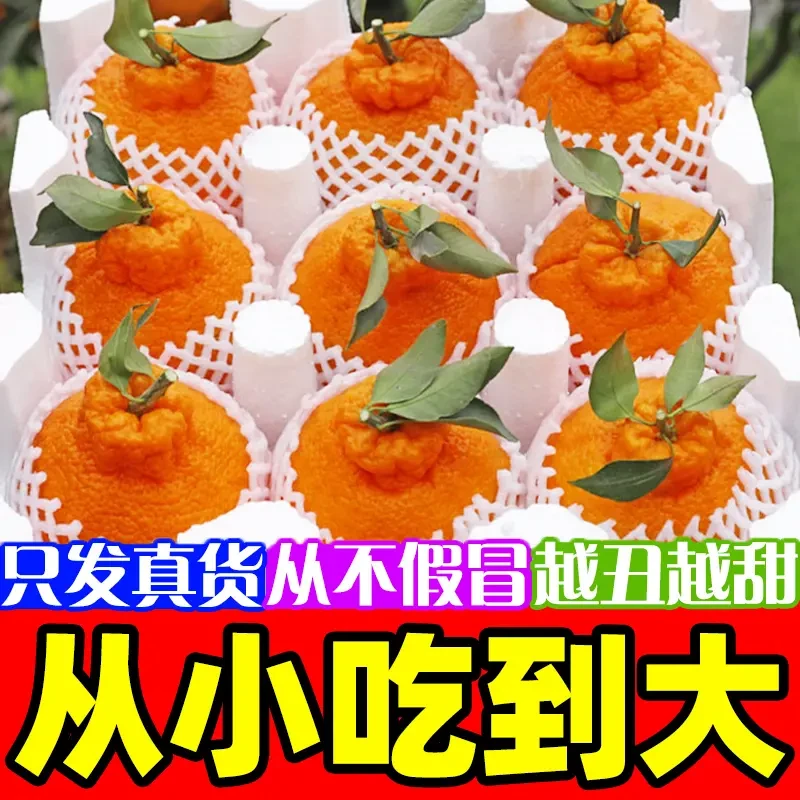 正宗四川不知火丑橘新鲜水果丑八怪橘子