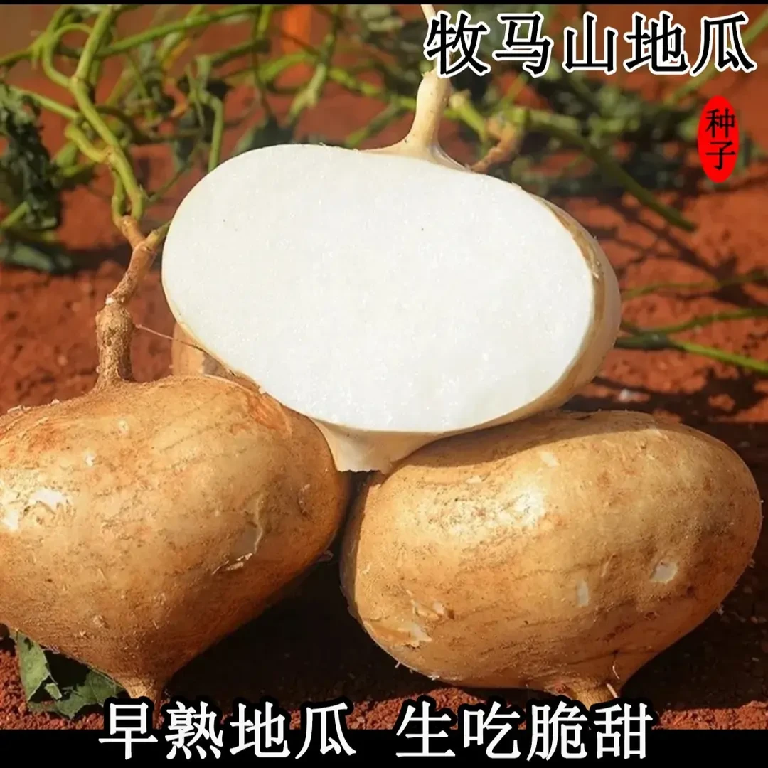 早熟牧马山地瓜种子凉薯水果地瓜种籽高产大田阳台盆栽蔬菜种孑苗