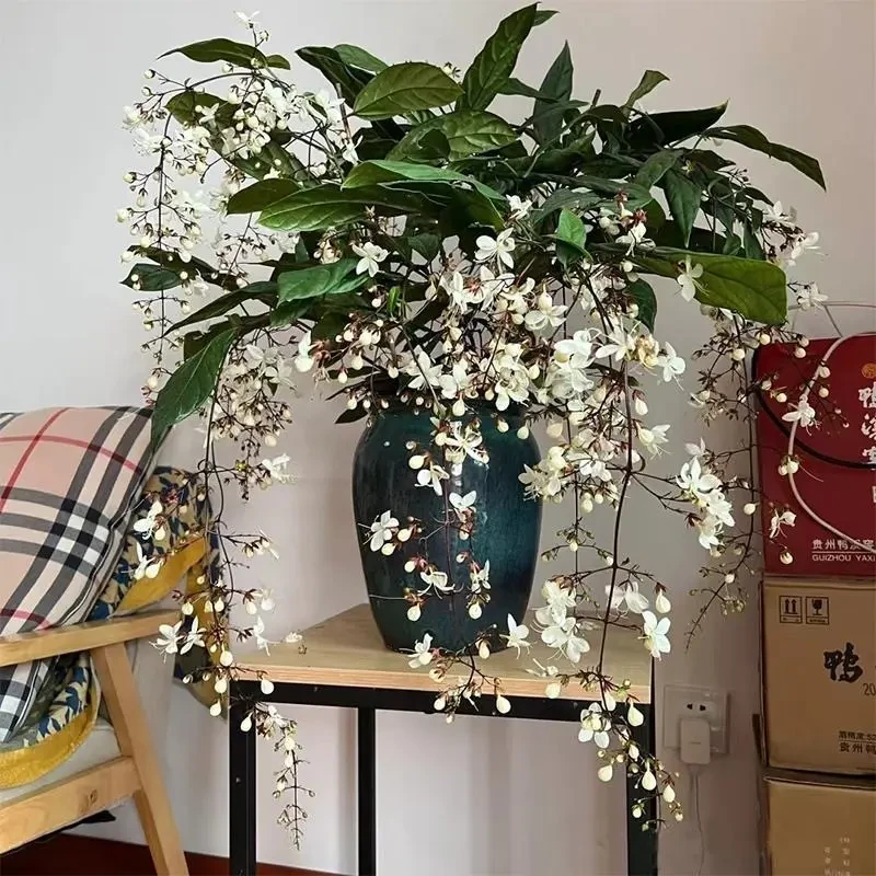 浓香型垂丝茉莉花苗四季开花室内阳台花卉盆栽浓香垂枝爆花神器