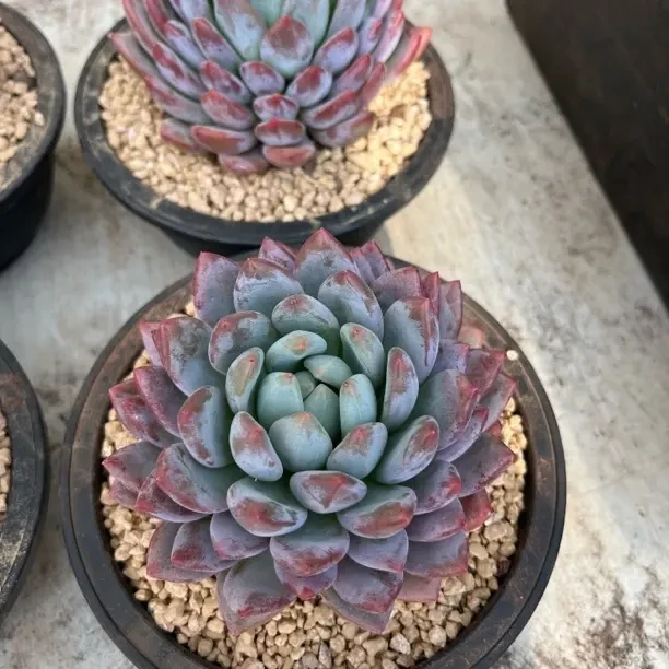 半夏多肉植物室内桌面盆栽好养活的花卉