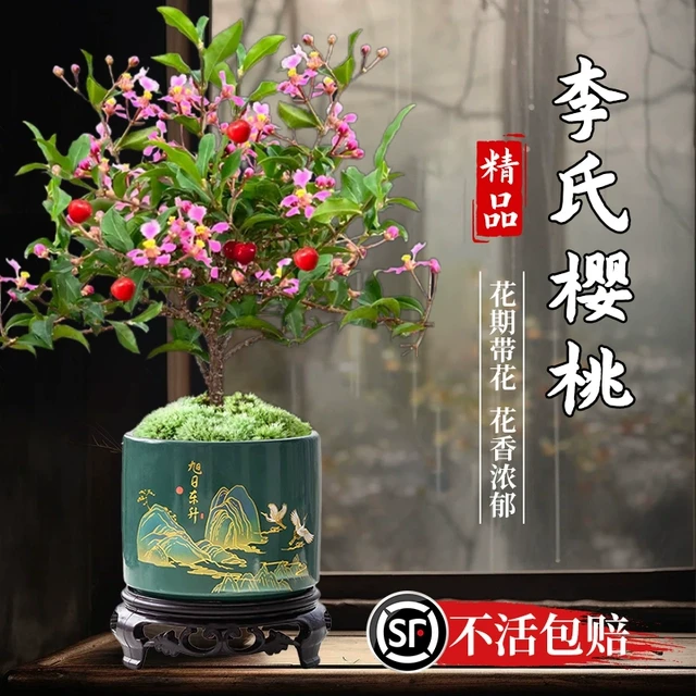 李氏樱桃盆景小盆栽室内植物带花结果可食用客厅花卉绿植四季好养