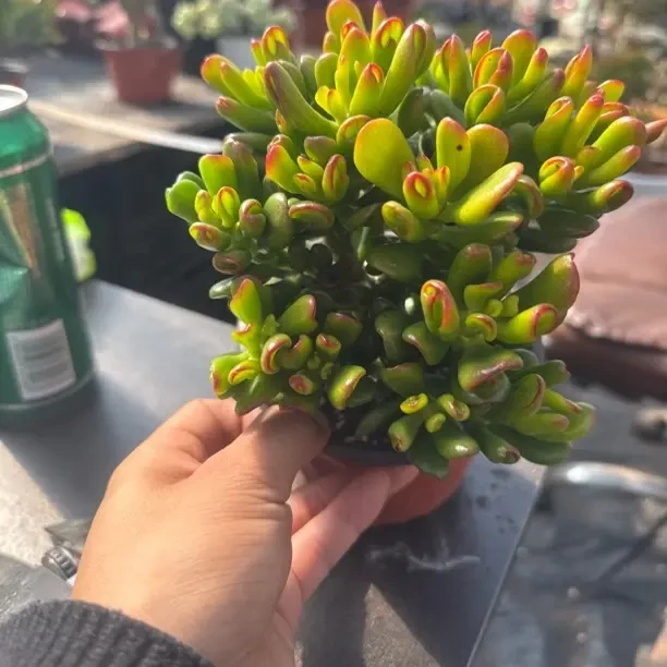 吸财树多肉植物新手好养阳台庭院净化空气带盆带土绿植盆栽
