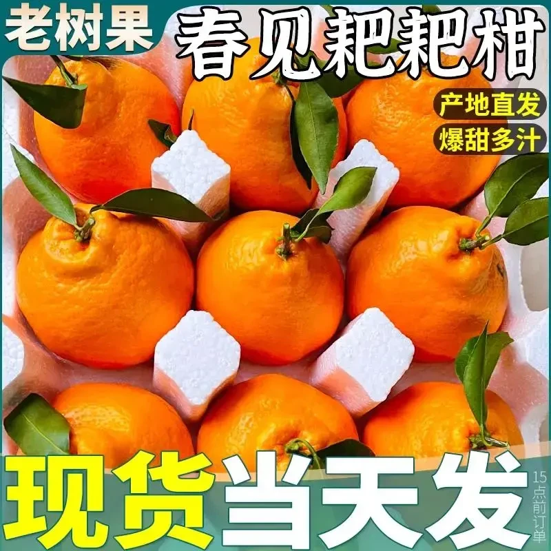 正宗四川春见耙耙柑橘子粑粑柑孕妇水果正宗杷杷当季新鲜现摘发货