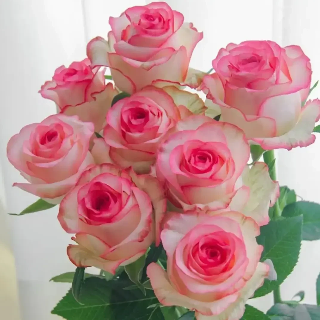 进口 香水爱莎玫瑰花苗月季花苗盆地栽阳台庭院四季开花玫瑰老桩