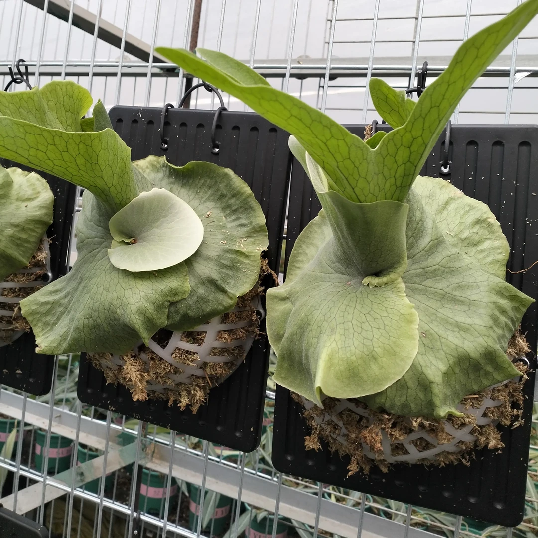 女王鹿角蕨板植网红ins风观叶植物盆栽室内好养适合桌