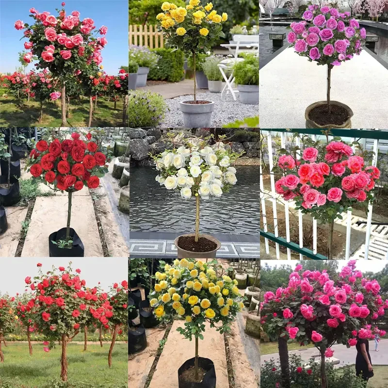 【国月大花】顺丰包邮月季花卉盆栽地栽阳台嫁接树桩耐寒耐旱庭院