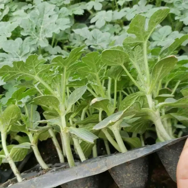 优质嫁接西瓜苗8424无籽麒麟大西瓜苗南方种植阳台盆栽小西瓜秧苗