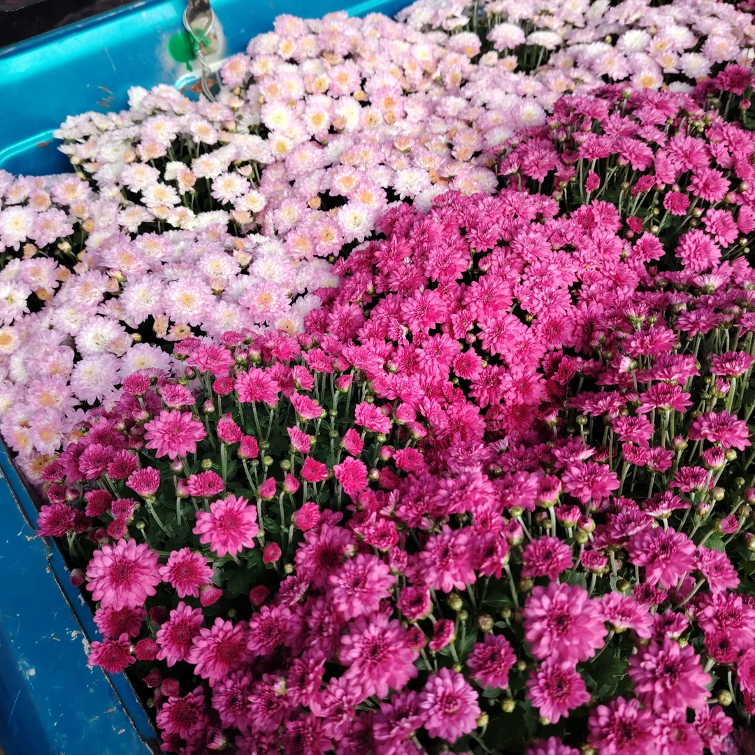 拍一发二猫眼球菊花盆栽带花苞四季开花耐热耐寒庭院多年生