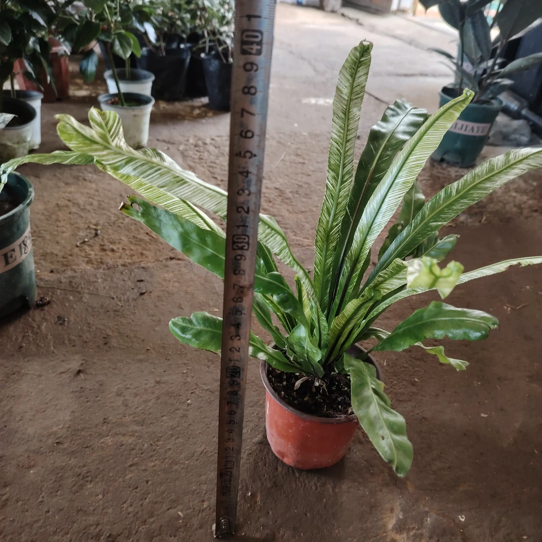 大盆展叶耐寒鸟巢蕨盆栽水培室内北欧风格净化空气绿植