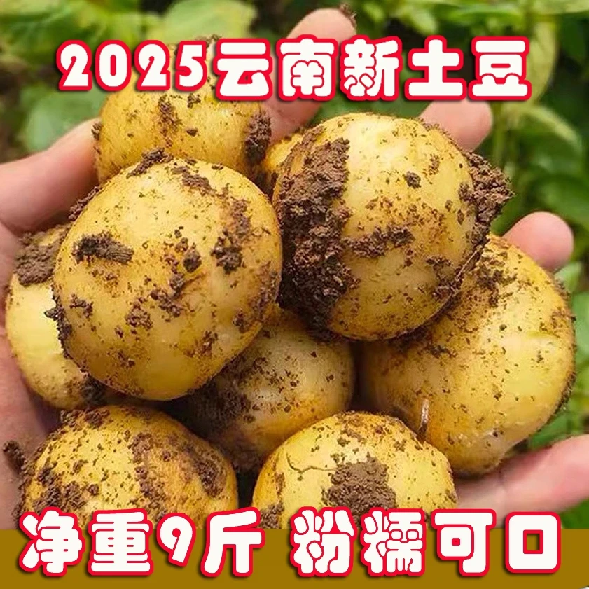 【2025新土豆】云南新土豆农家高山黄皮土豆新鲜洋芋马铃薯