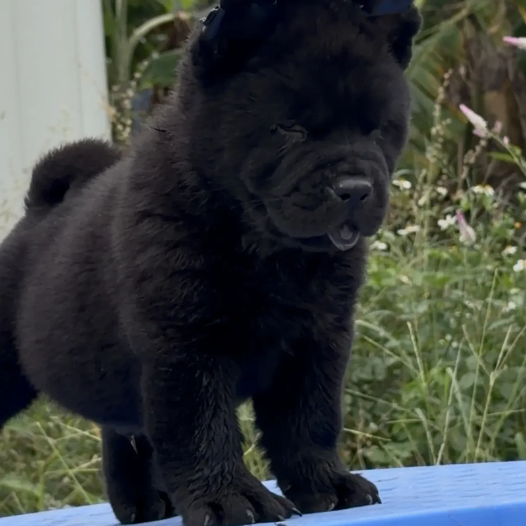中华田园犬汪星人五黑犬幼犬广西猎犬看家护院活体格罗安达犬宠物