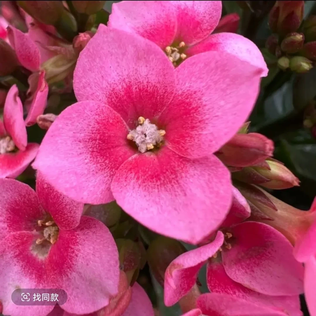 长寿花-（玛丽）130盆 单瓣