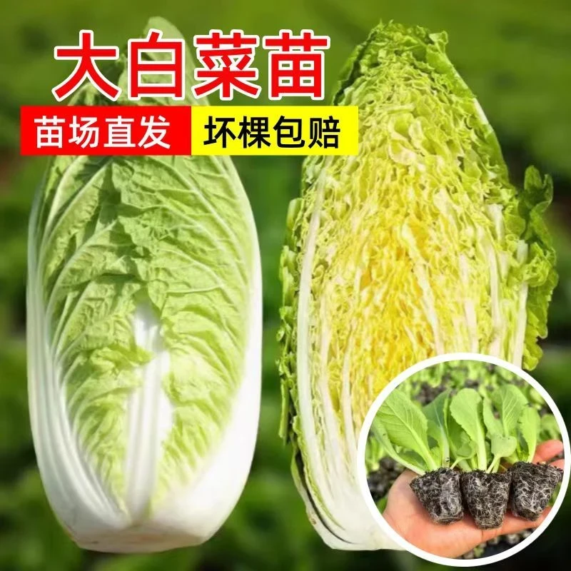 黄心大白菜秧苗带土发货秋冬季菜园庭院种植蔬菜苗子穴盘育苗秧苗