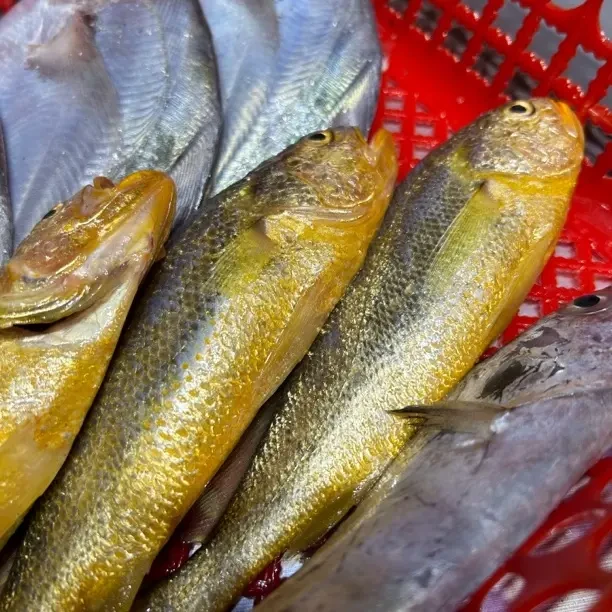 热气套餐一（带鱼+鲳鱼+小黄鱼）